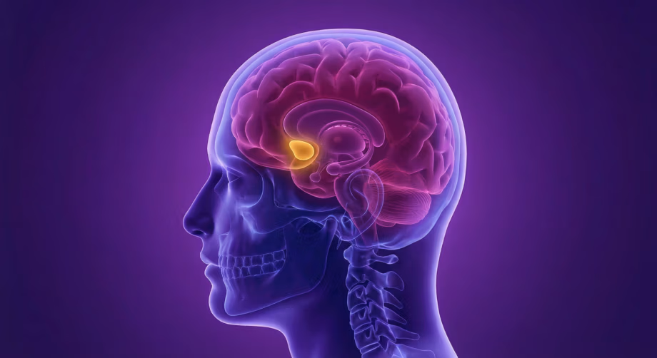 Stylized illustration of transparent head and brain highlighting the nucleus accumbens