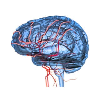 Illustrazione del cervello blu trasparente con vene rosse